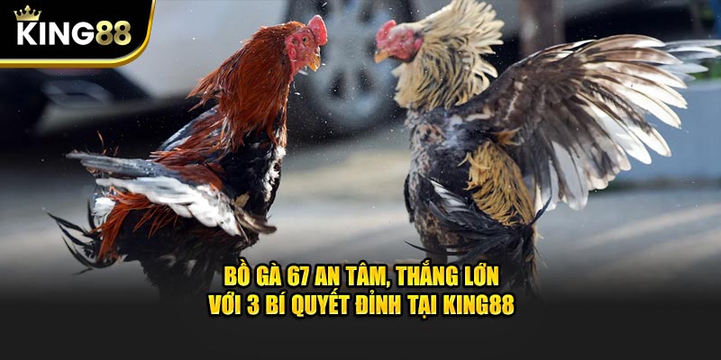 Bồ gà 67 tại King88