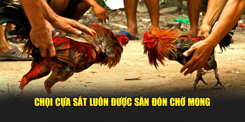 Chọi cựa sắt luôn được săn đón chờ mong