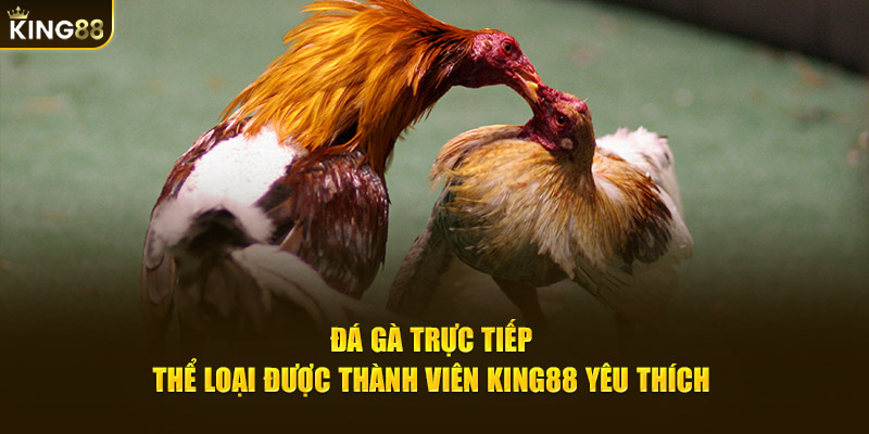 Đá gà trực tiếp KING88