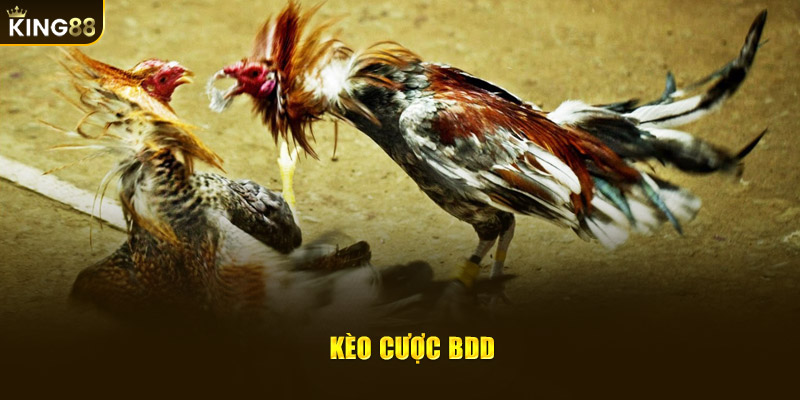 Kèo cược BDD