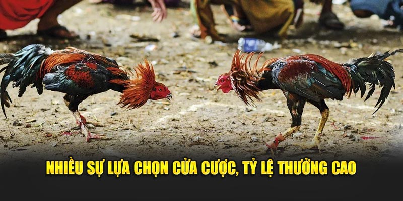 Nhiều sự lựa chọn cửa cược, tỷ lệ thưởng cao