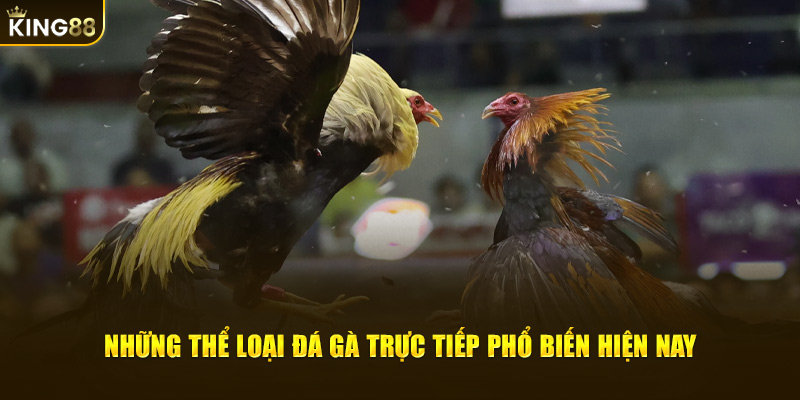 Những thể loại đá gà trực tiếp phổ biến hiện nay