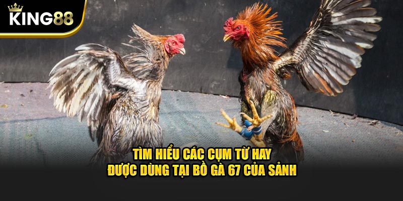 Tìm hiểu các cụm từ hay được dùng tại Bồ Gà 67 của sảnh