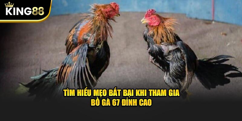 Tìm hiểu mẹo bất bại khi tham gia Bồ Gà 67 đỉnh cao