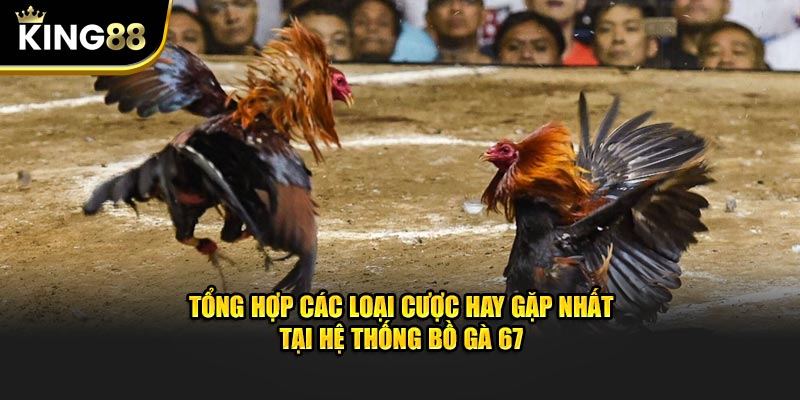 Tổng hợp các loại cược hay gặp nhất tại hệ thống Bồ Gà 67